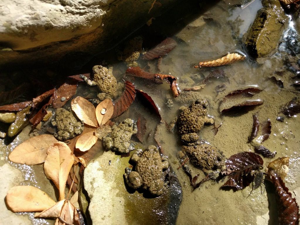 Ululone appenninico...una siccit da sfruttare